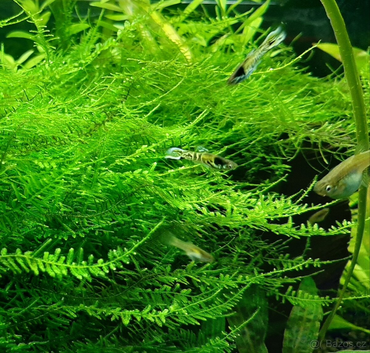 Rostlinky a rybky - 6