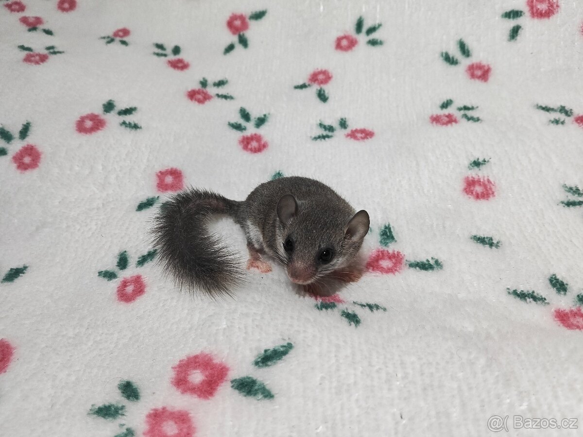 Plšík africký - 6