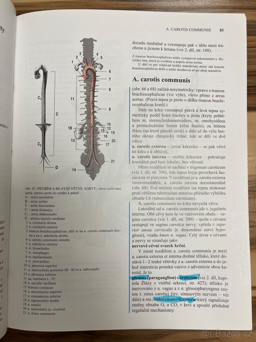 Anatomie 3 - Čihák - 6