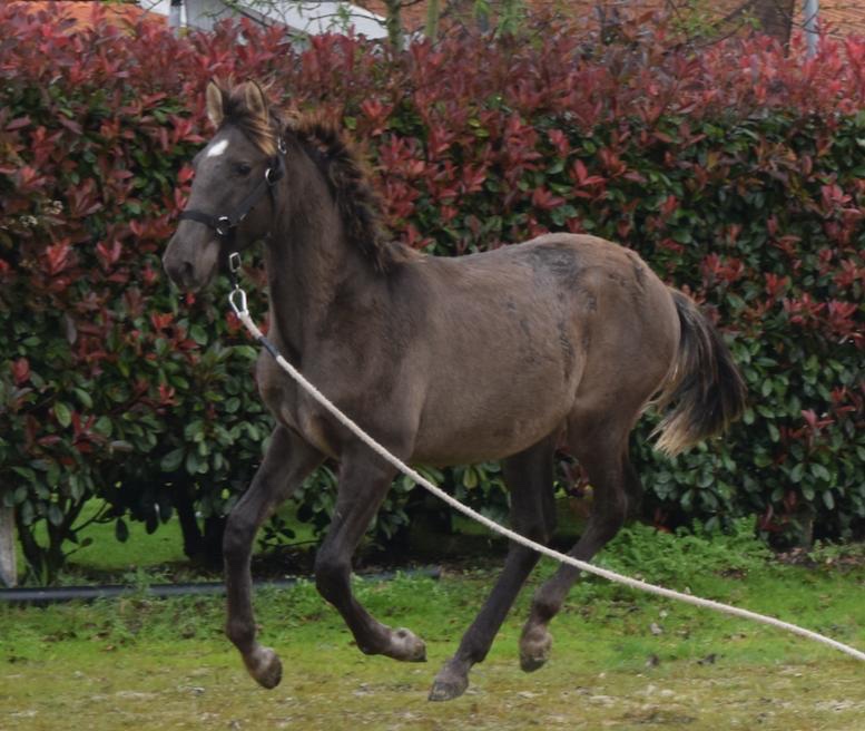 Puro Sangue Lusitano - roční hřebeček po Miura de Cais - 6