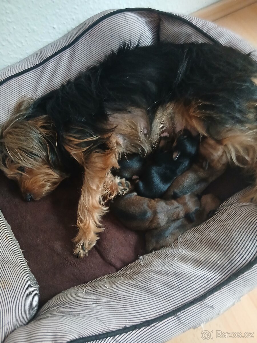 Do brden prodám ste natka joksira - 6