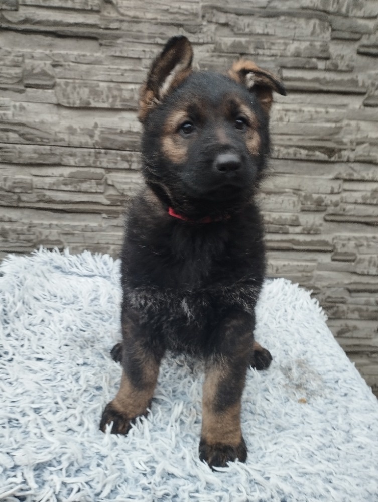 prodám štěně Německého ovčáka s PP - 6