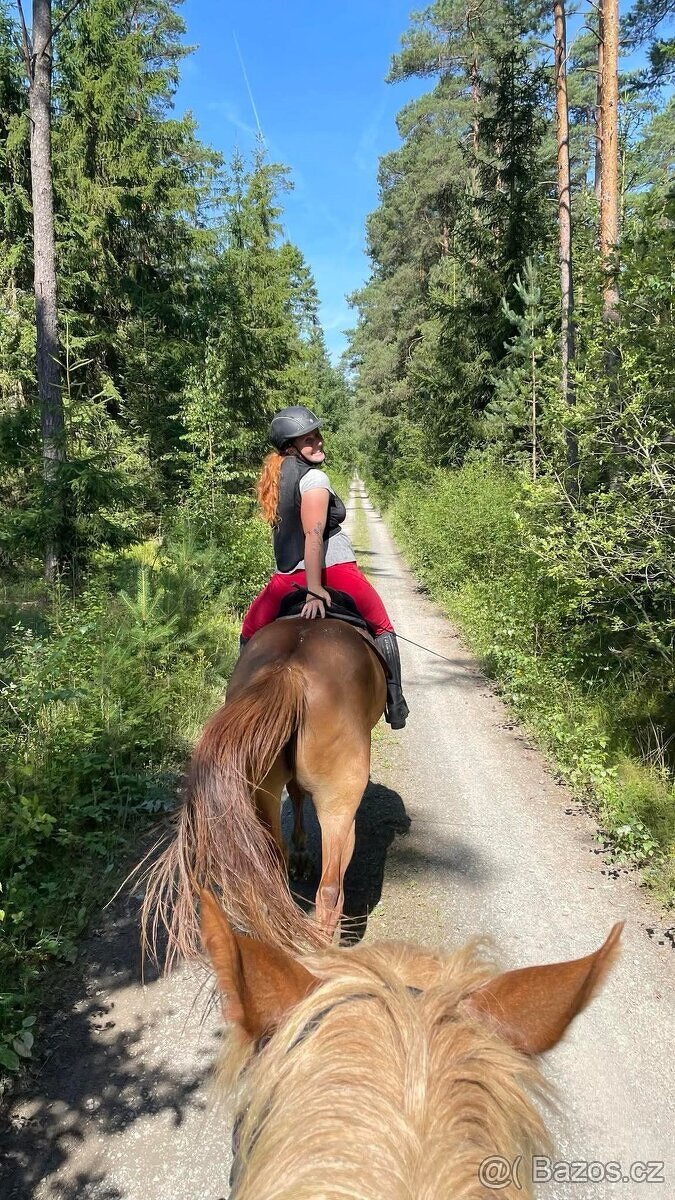 Prodám Valacha ČT, 7 let - 6