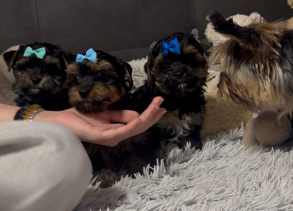 Jorkšírský teriér - 6