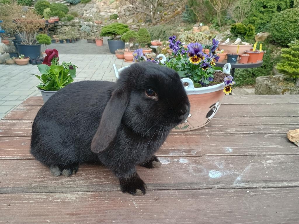 Zakrslý beránek kluk - 6