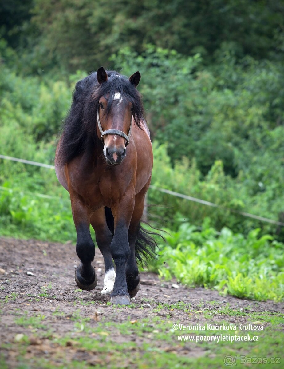 Připouštění hřebcem SN - 6