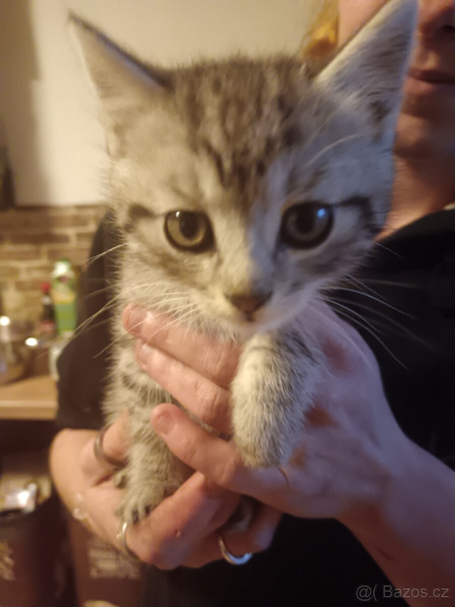 Britská whiskas - 6