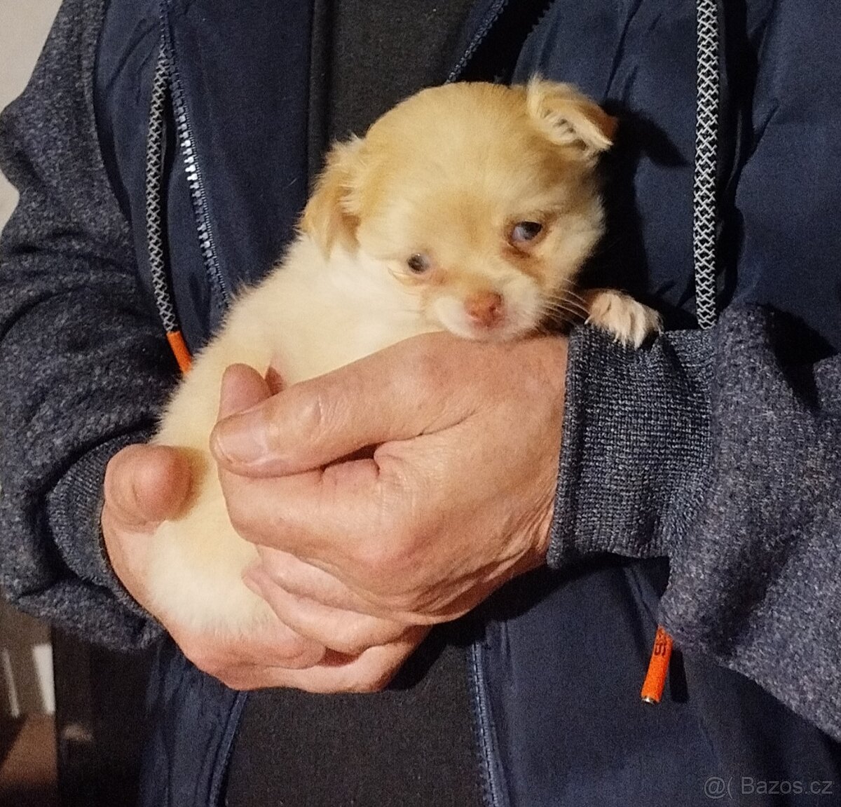 Čivava dlouhosrstá - 6