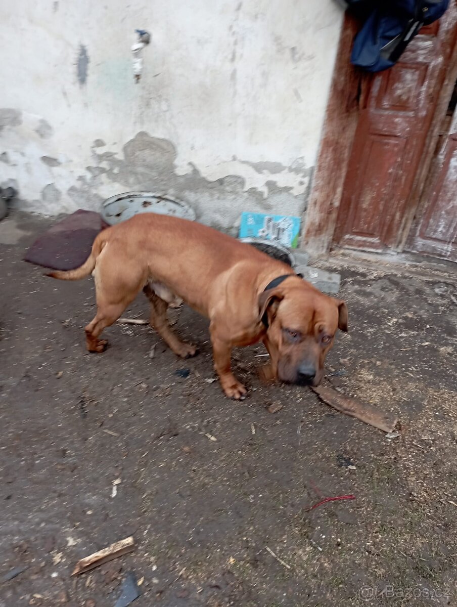 Daruji do dobrých rukou - 6