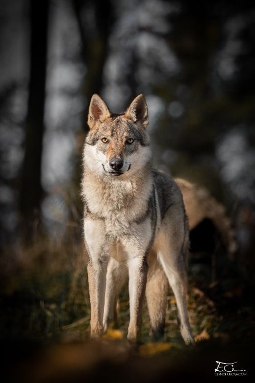 Československý vlčák s PP - 6