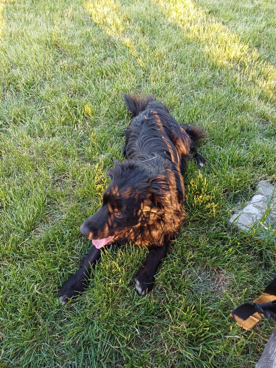 Darujeme psíka - 6