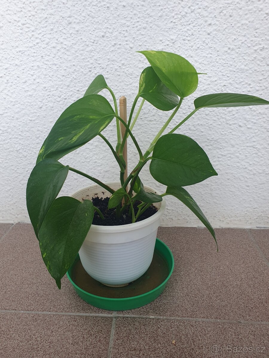 Scindapsus, Potos - 6