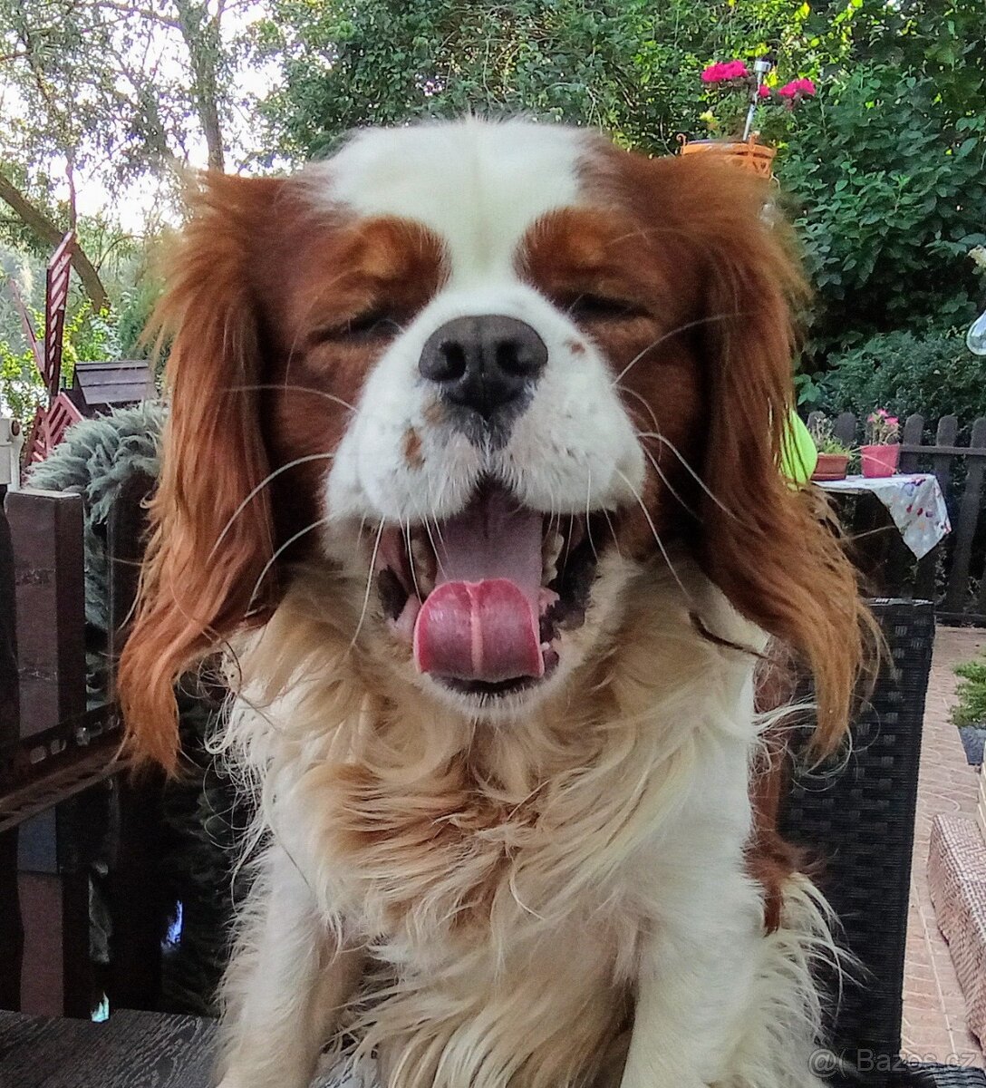 Kavalír king charles Španěl ke krytí - 6