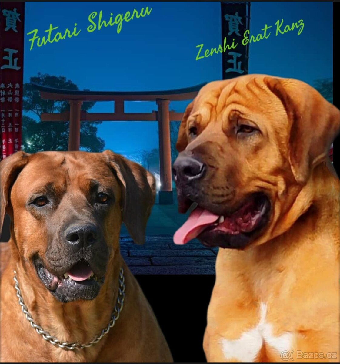 TOSA INU s PP (FCI) - 6