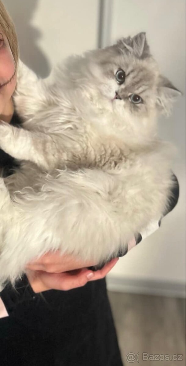 Perská činčila - 6