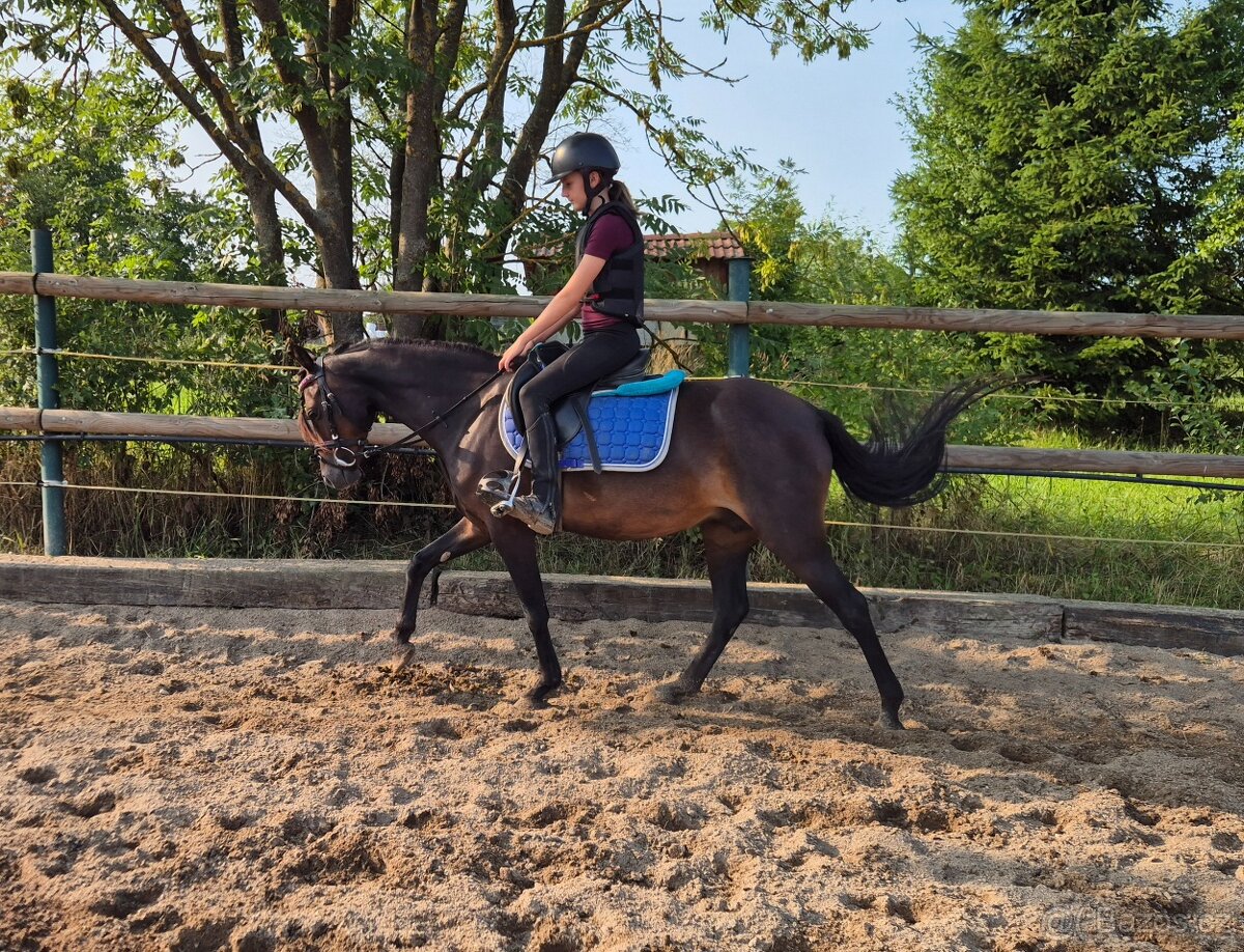 Klisna 6let welsh pony B ukončení JK - 6