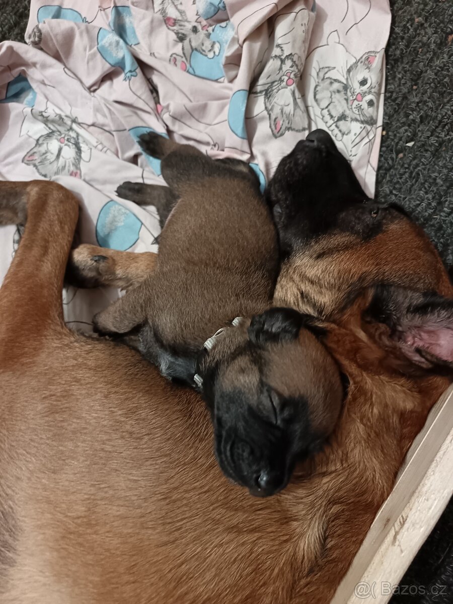 Štěně pejsek Belgického ovčáka Malinois - 6