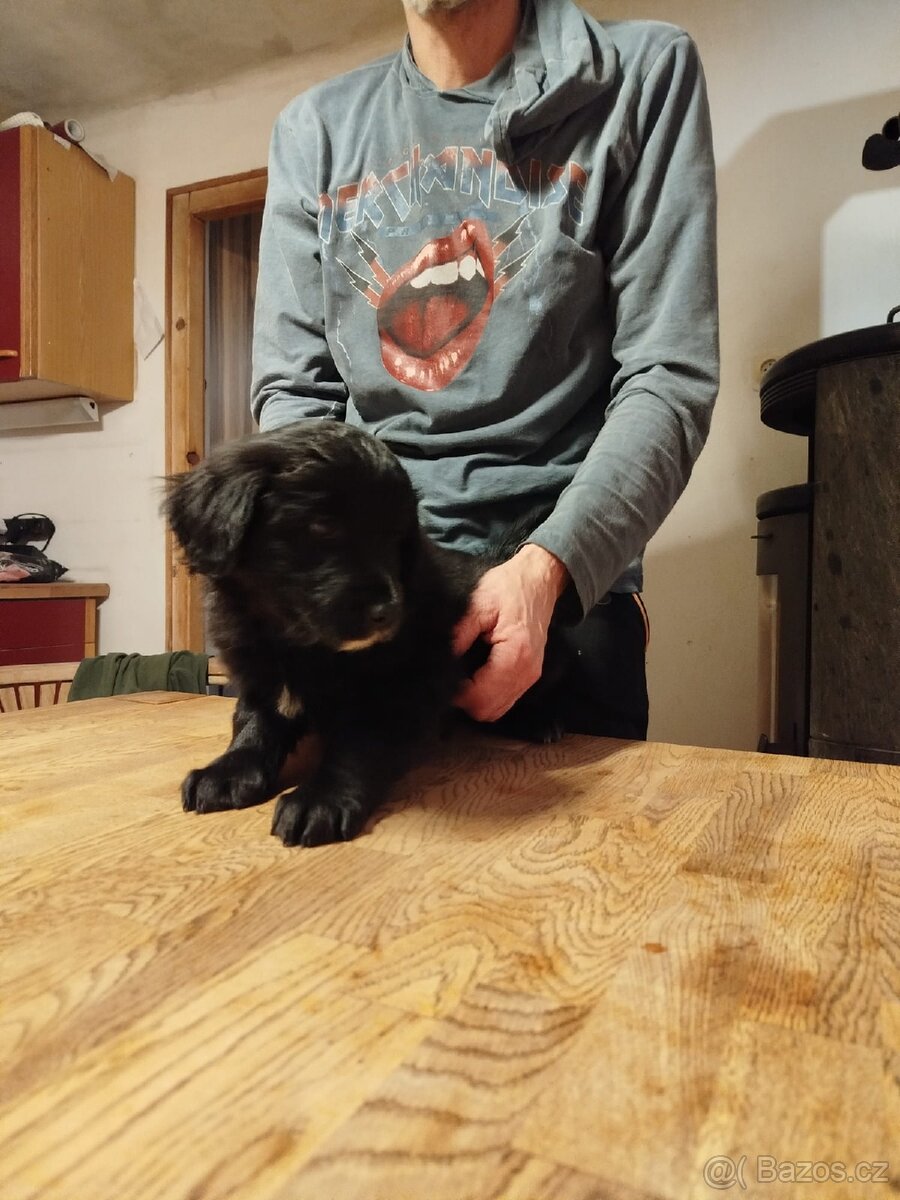 3 štěňata na prodej - 6