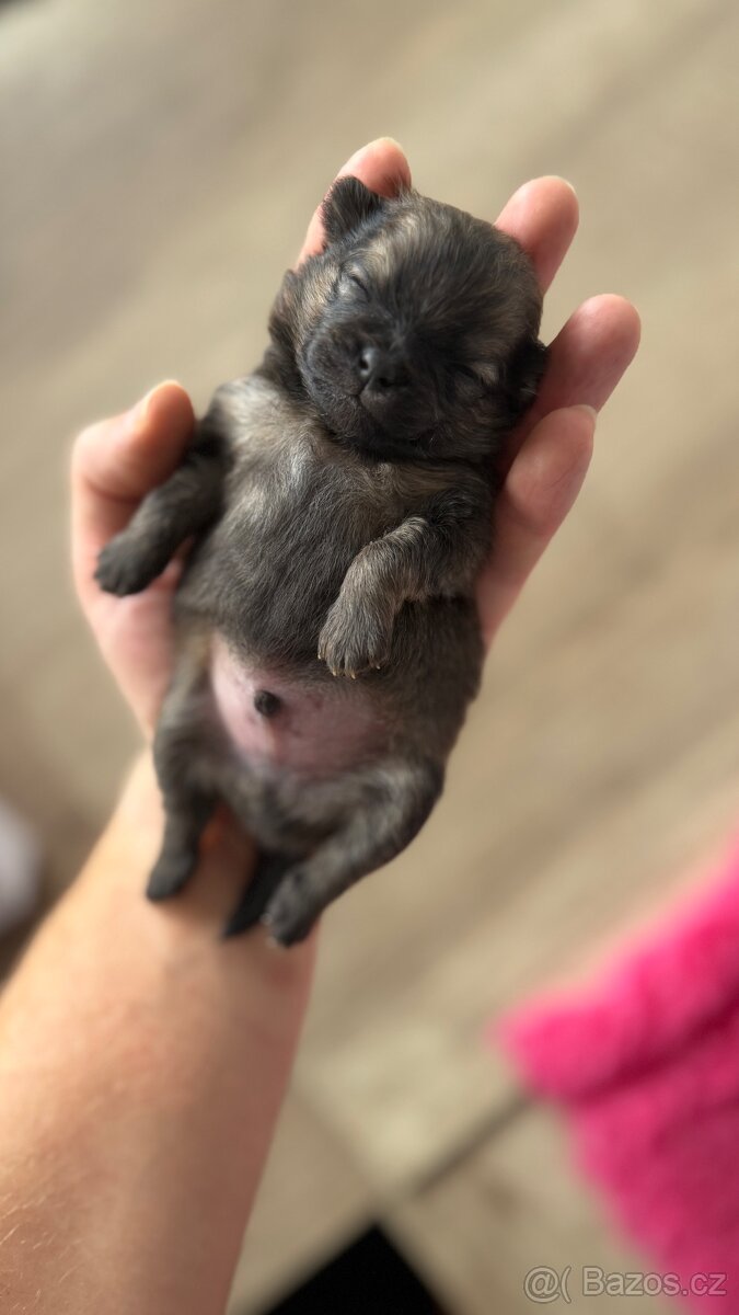 Štěňátka Pomeranian s PP FCI - 6