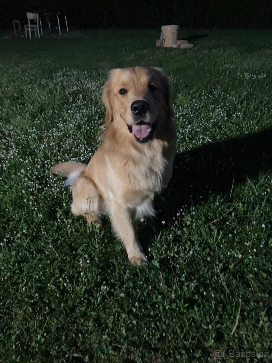 Zlatý retrívr ke krytí - 6