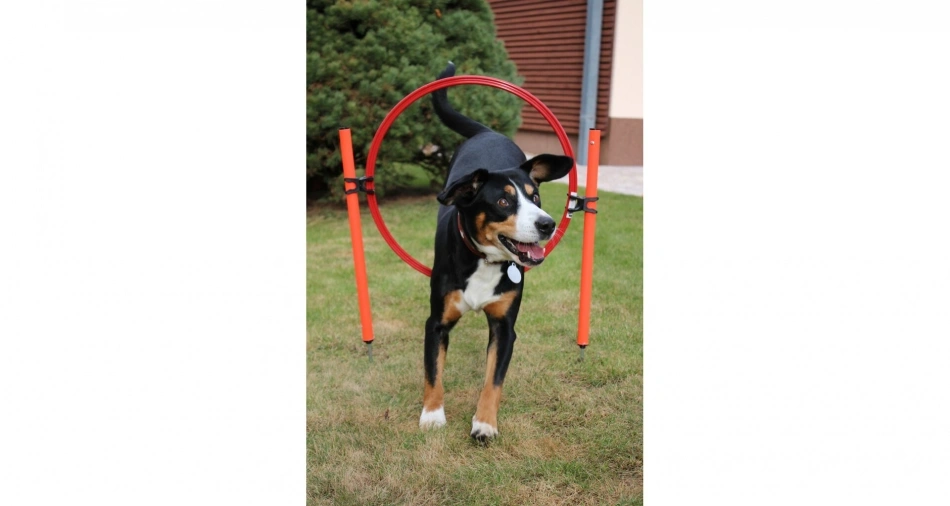 Dog Trainer agility překážky pro psy - 6