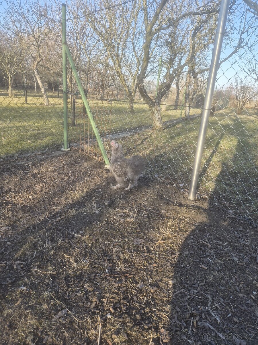 Hedvábnička kohout - 6