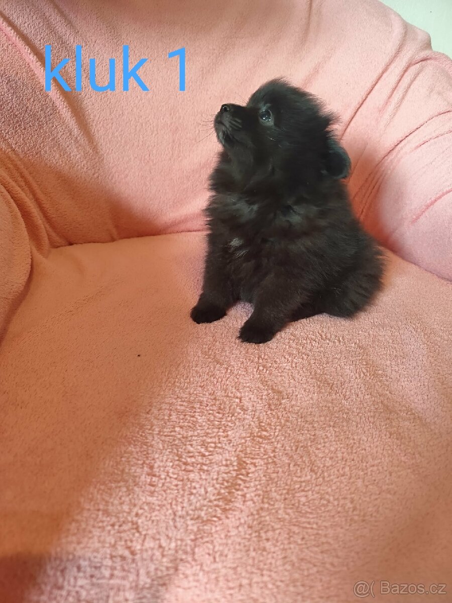 Špic pomeranian - 6