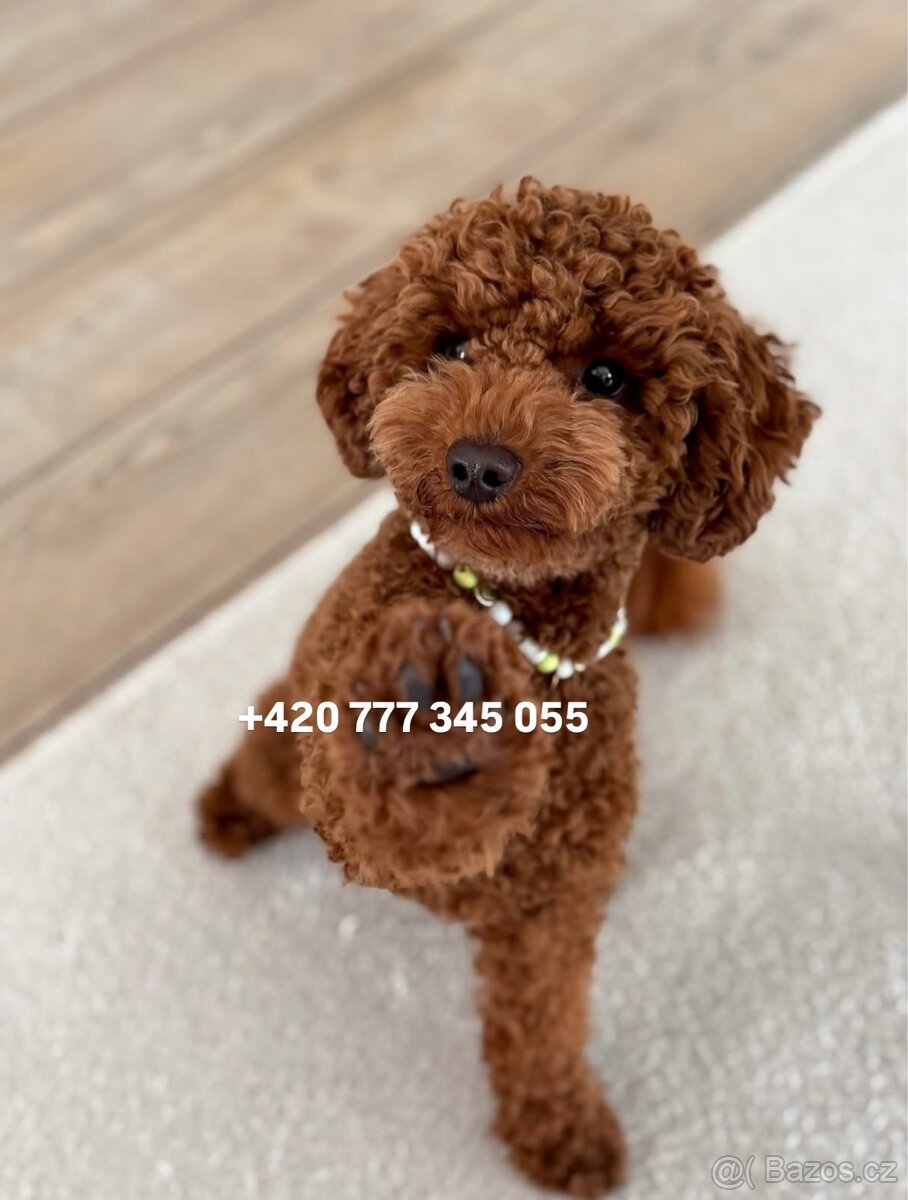 Toy pudl chlapeček Toy Poodle Male boy Red Brown - 6