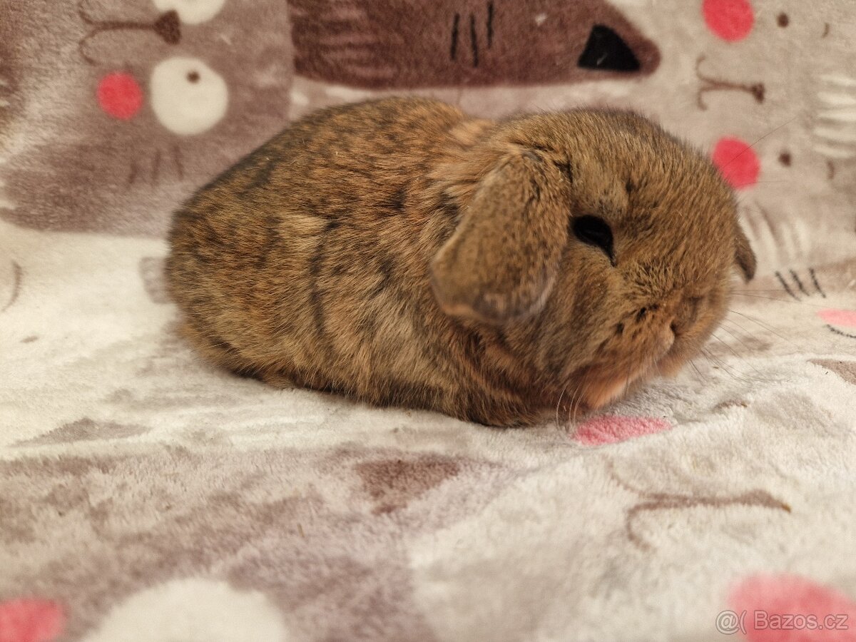 Zakrslý beránek - minilop - 6