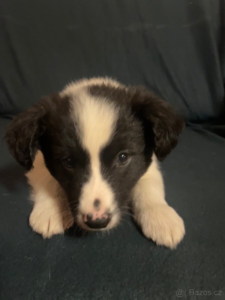Štěňátka kříženci border kolie - 6