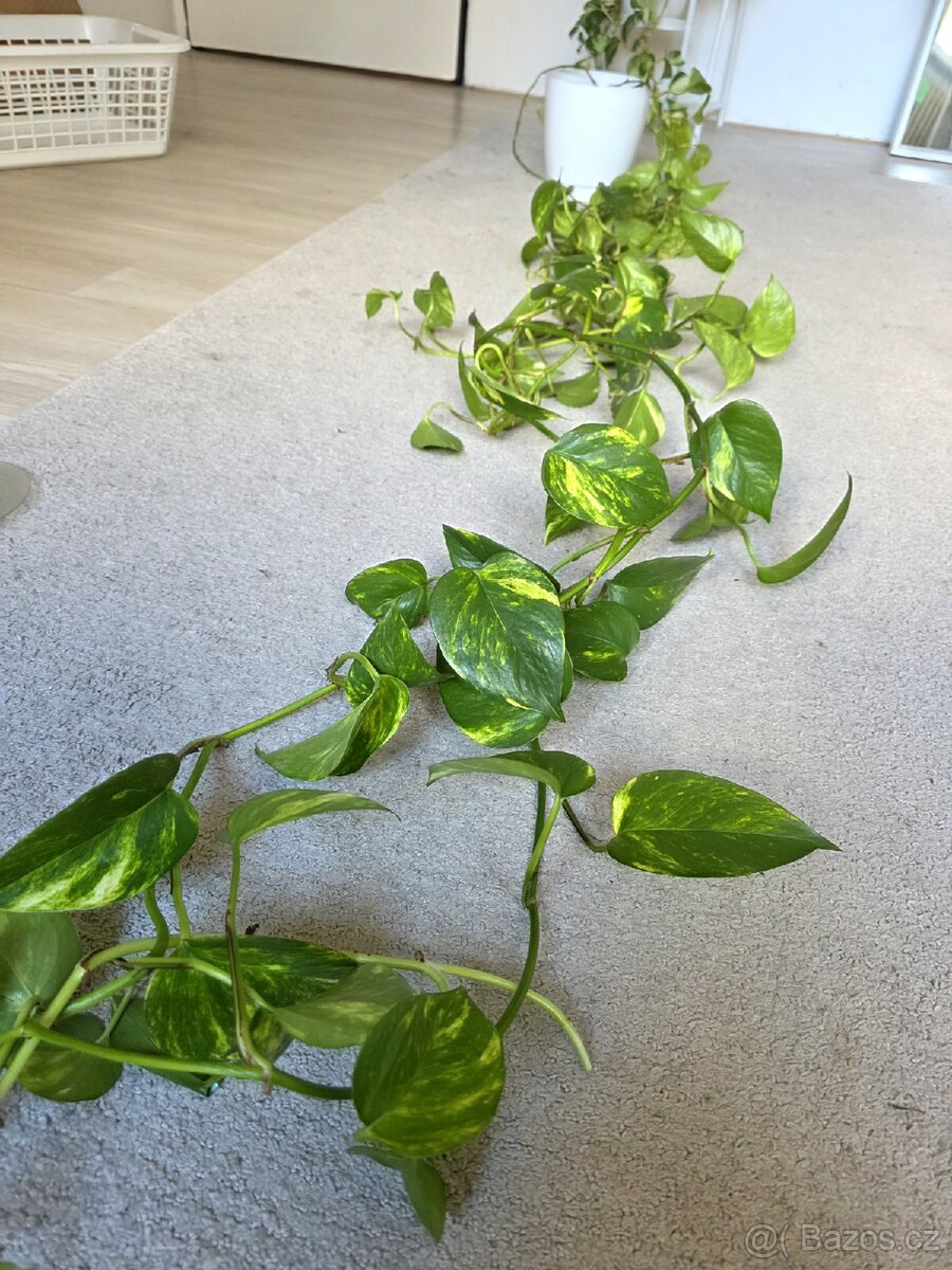 Epipremnum / Potos - 4x marble, snow queen, global, neon - 6