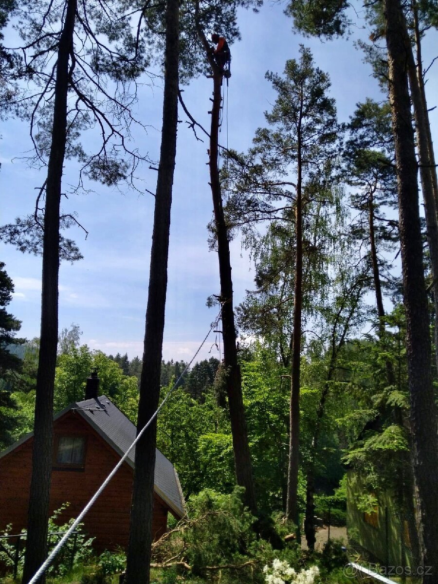 Rizikové kácení stromů - 6
