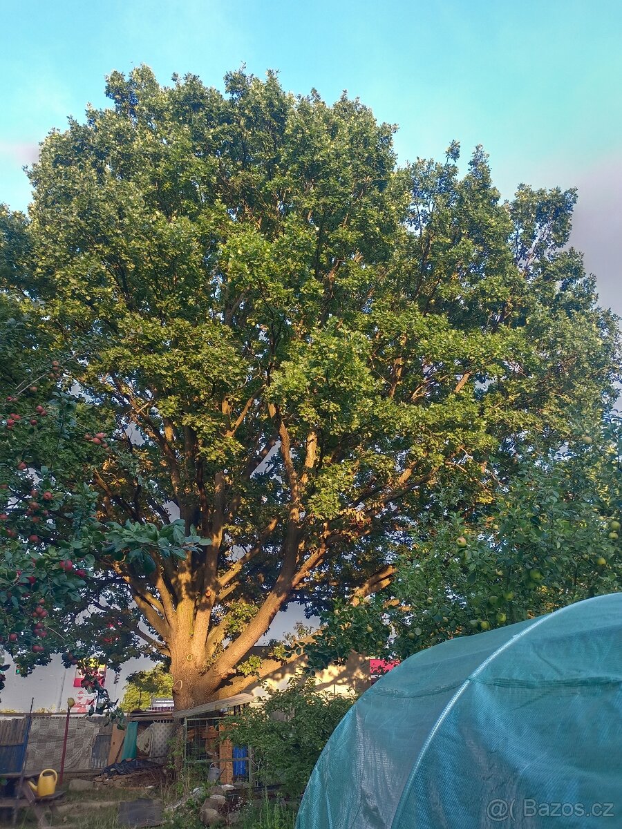 Pronájem zahrady v Plzni - Lobzy. Gril a rekreace. 1890 Kč - 6