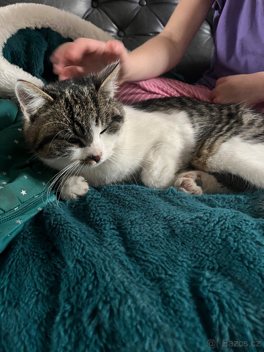 3 měsíční koťata - 6