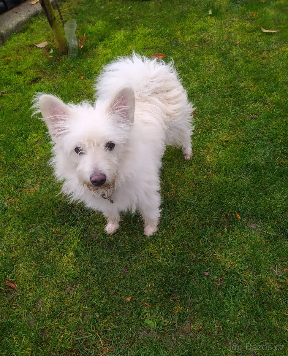 Maltézský psík - 6