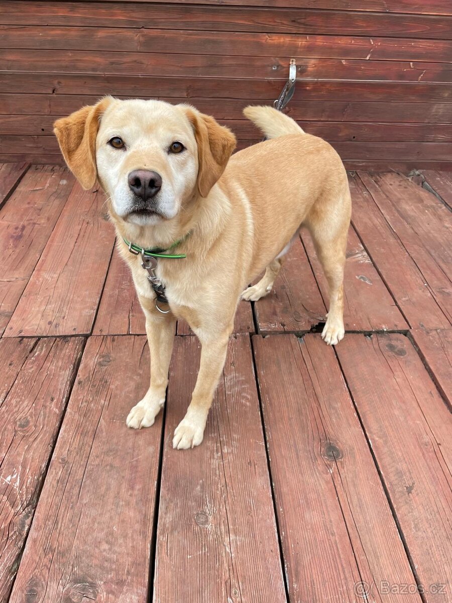 BODRIG - kastrovaný psík 5 let - 6