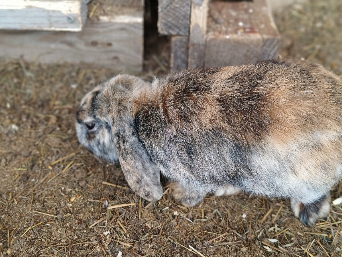 Prodám zakrslého beránka - samičku - 6