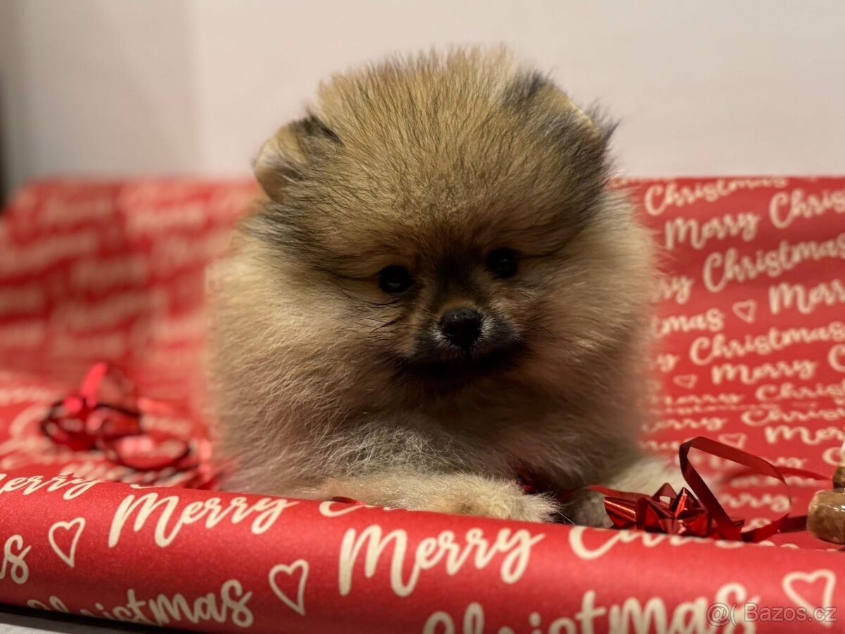 Pomeranian s pp FCI - 6