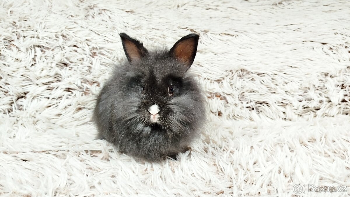 Zakrslý králík, králíček - HOLLY - 6