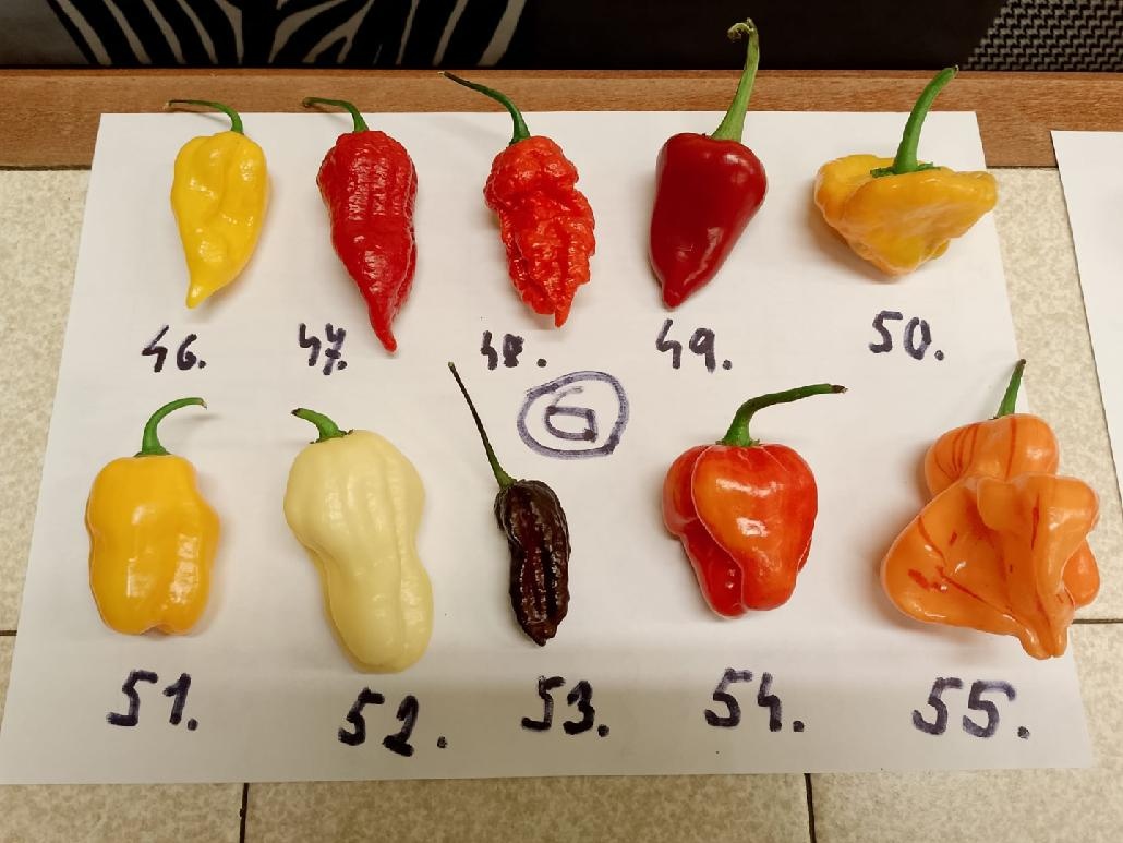 Semínka chilli papriček - zdarma - 6