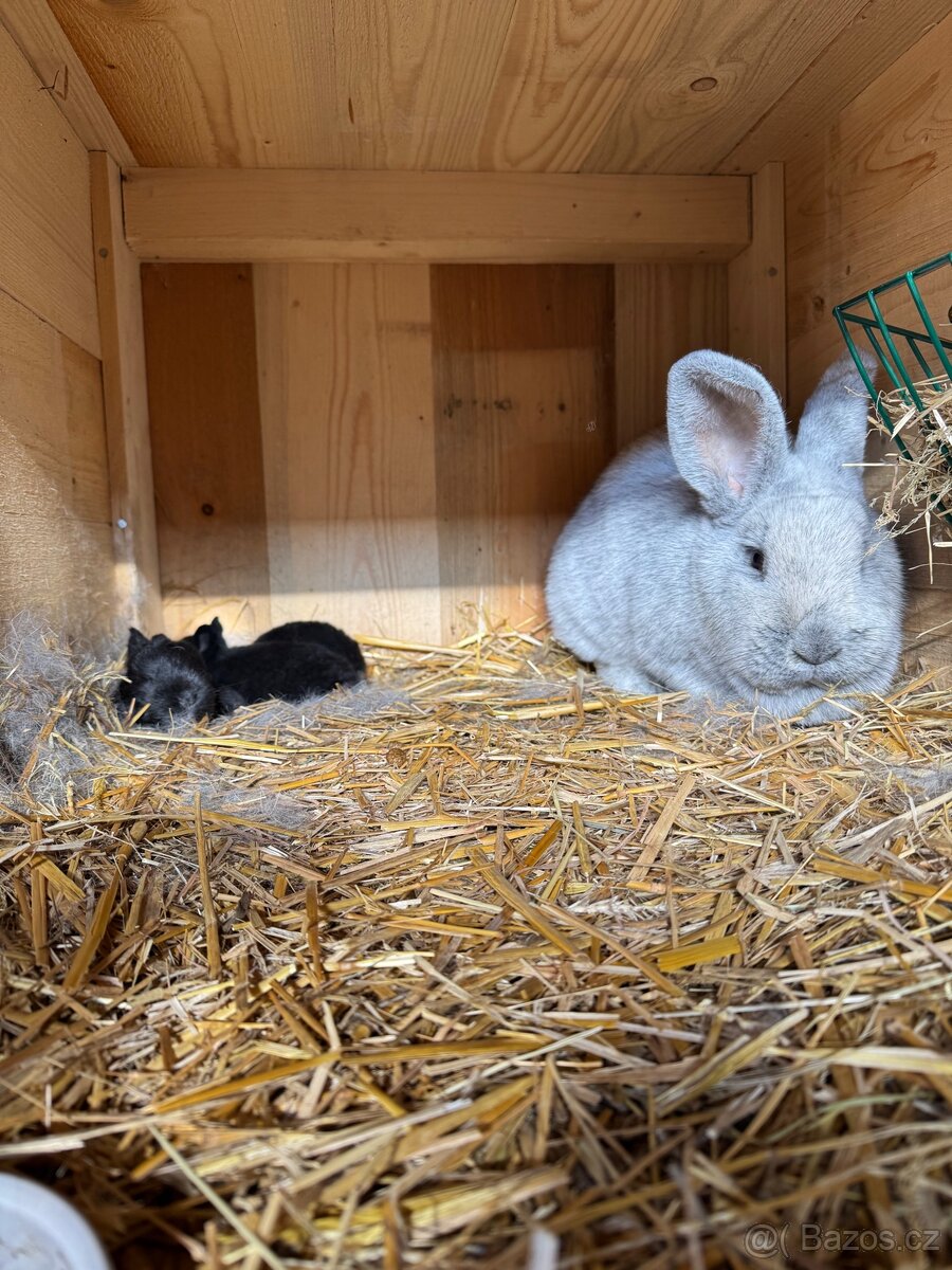Spěcha-Prodám králíkárnu - 6
