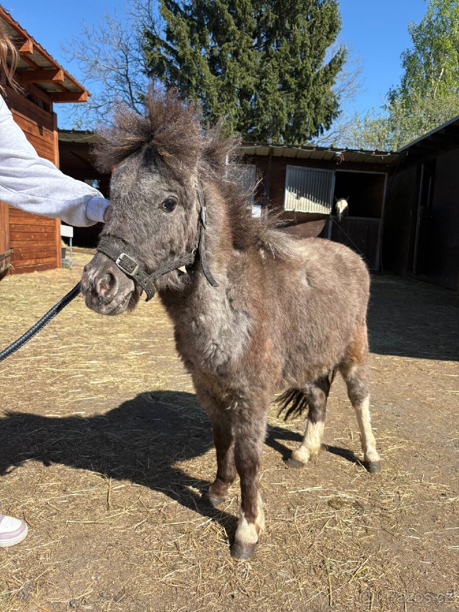 Minipony - 6