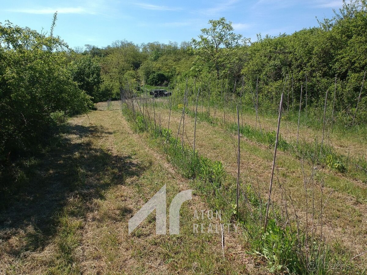 Křepice u Hustopečí – mladá vinice 2 199 m2 – vinice - 6