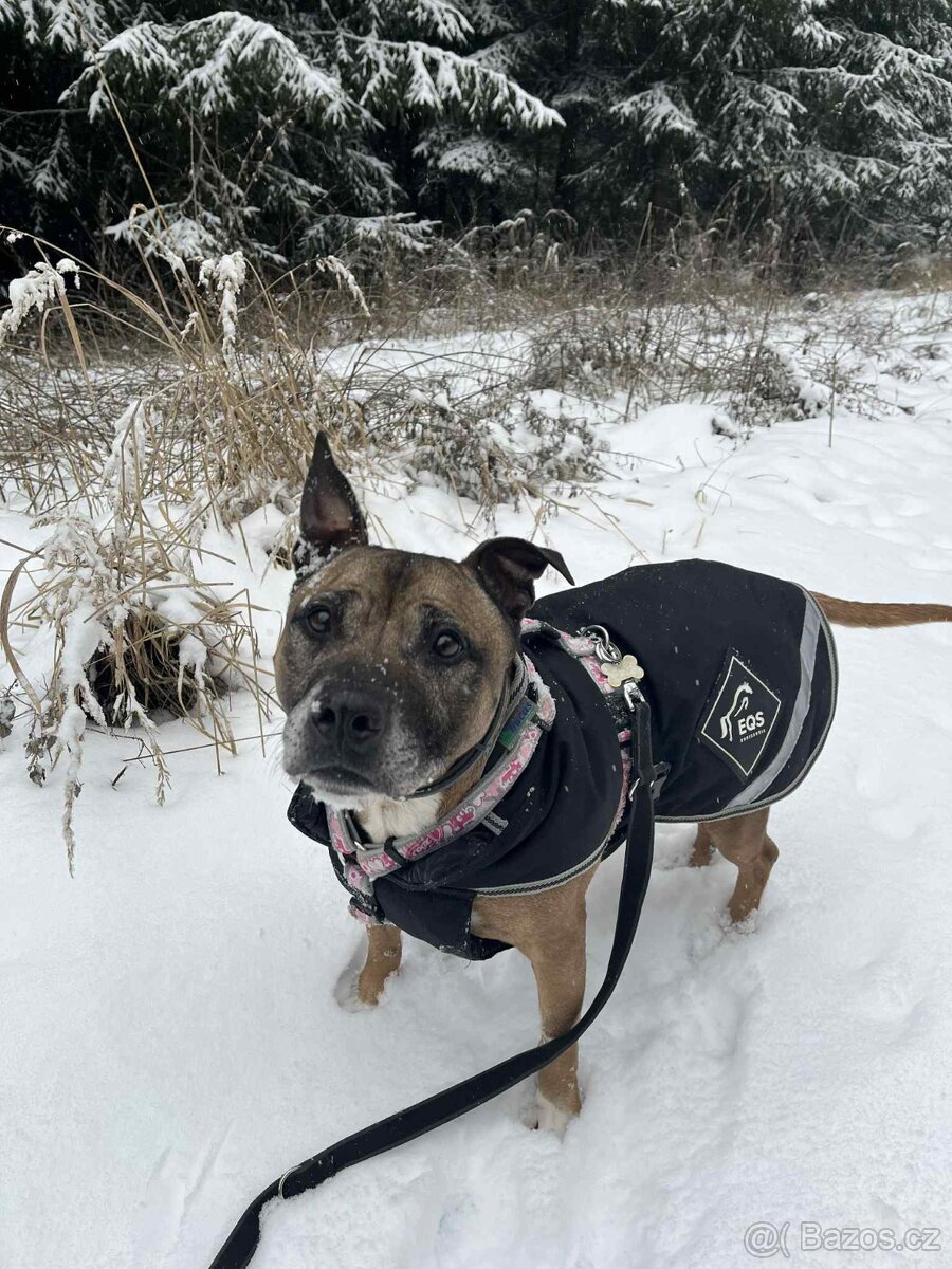 Najde kříženec staforda domov? - 6