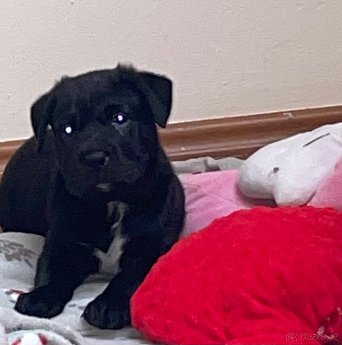 Prodám štěně Cane Corso - 6