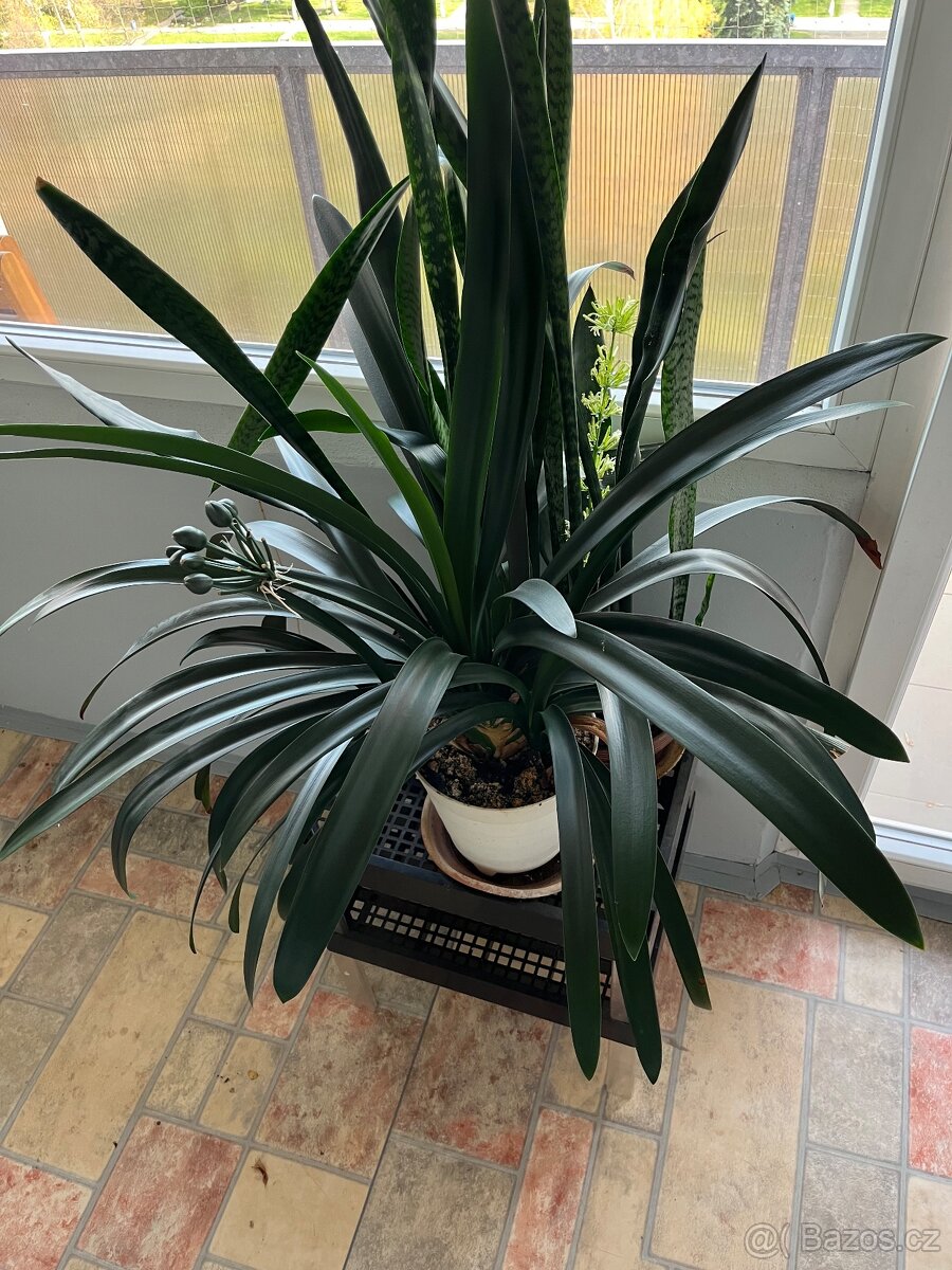 Pokojové rostliny - 6
