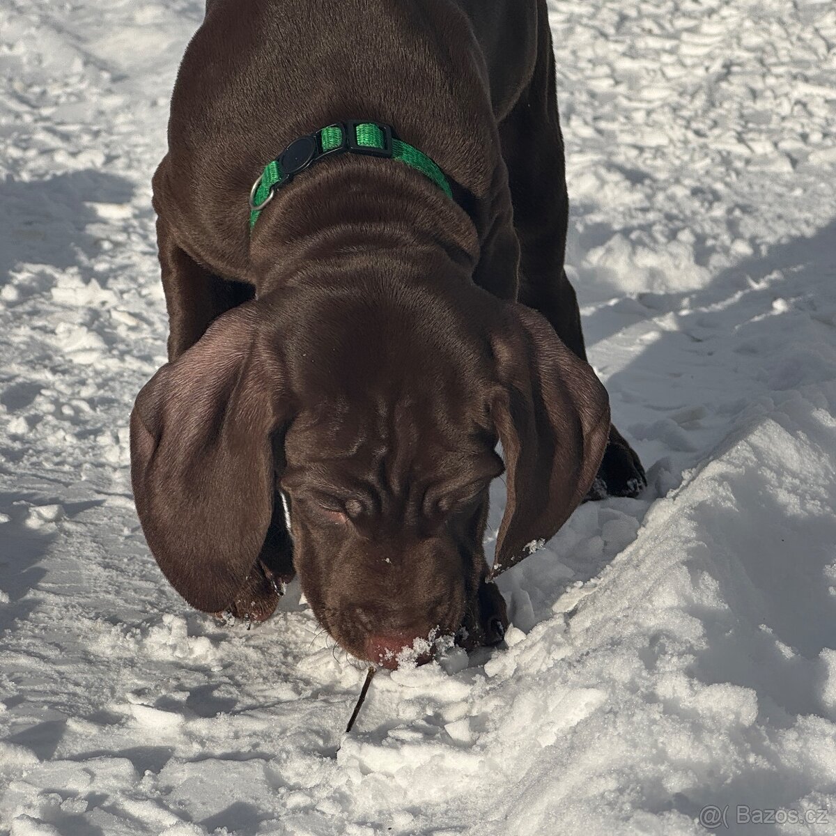 Německý krátkosrstý ohař - 6