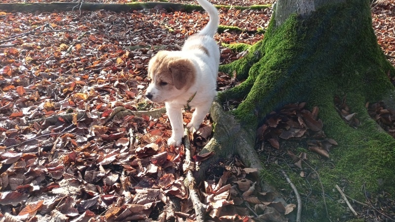 Kanaánský pes štěně s PP - 6