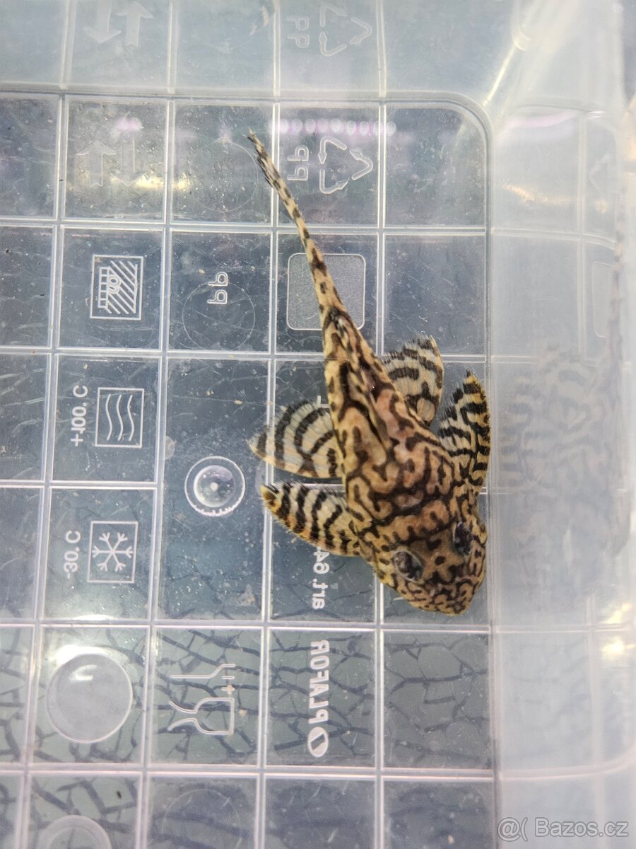 L 236 Super Yellow - chovné páry - 6