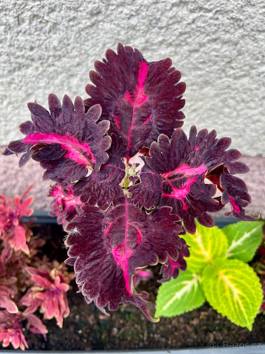 Africké kopřivy - 6